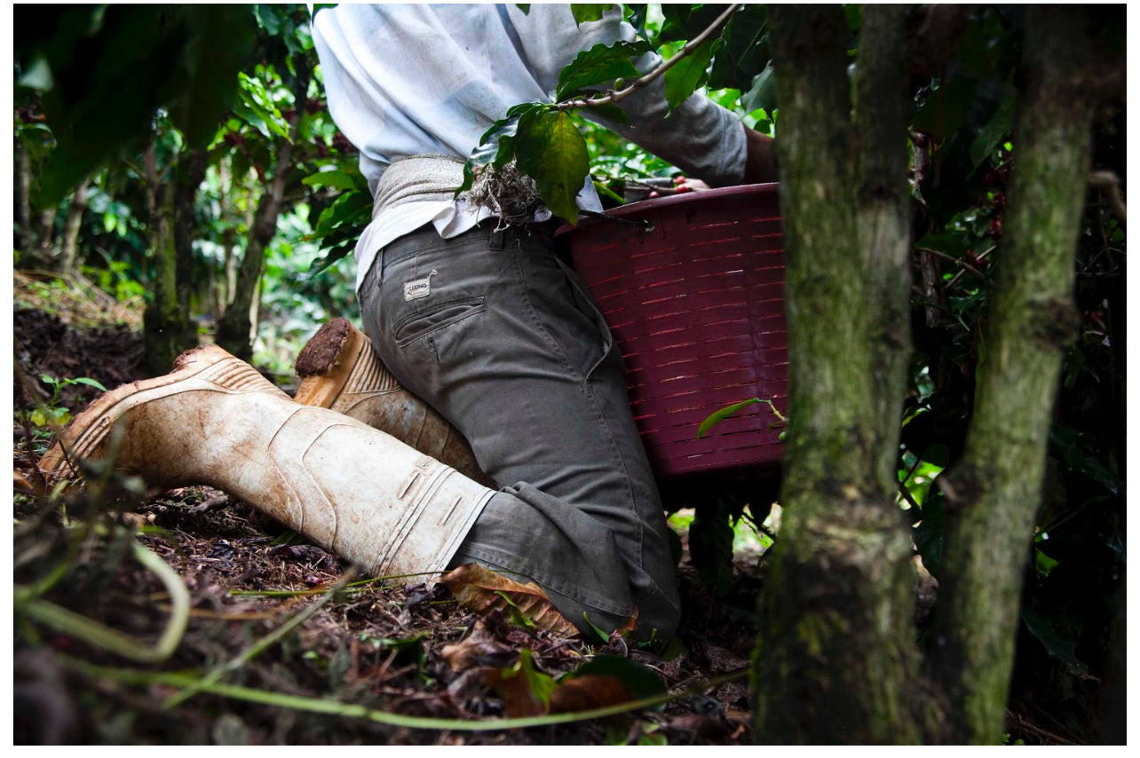 Costa Rica Obata Honey