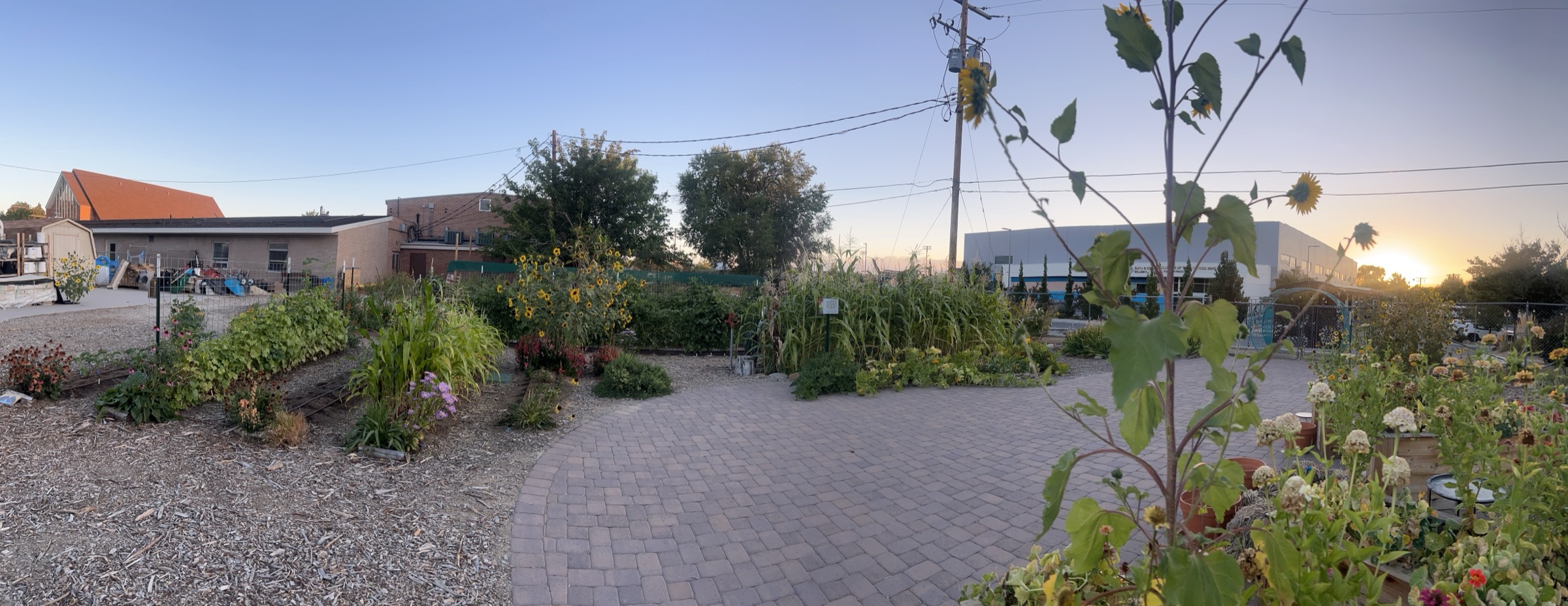Katie's Community Garden in Reno — sunflowers, raised beds, and the paver path at golden hour. FARMily's flagship outdoor-education site.